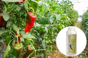 Suzbijanje štitastog moljca i lisnih uši na povrću biološkim insekticidom