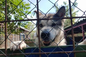 Hrvatska je i službeno "no kill" zemlja!