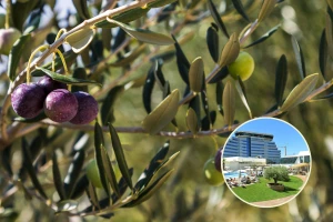 Jubilarna 20. manifestacija maslinara i uljara Noćnjak otvara svoja vrata