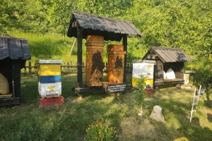 Prvi su na udaru klimatskih promjena, a imaju više cijene meda nego li u Hrvatskoj