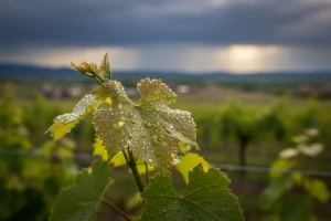 Obavijest vinogradarima!