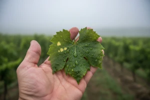 Obavijest vinogradarima!