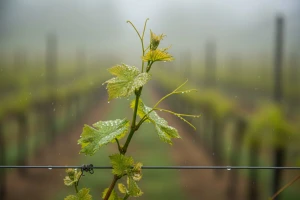 Obavijest vinogradarima o zaštiti vinove loze