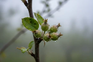 Obavijest vlasnicima plantažnih nasada jabuka i krušaka!