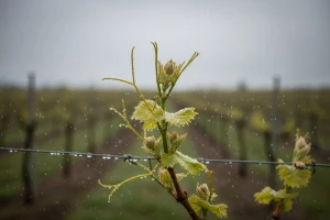 Obavite zaštitu vinograda
