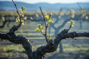 Obranite vinograde od crne pjegavosti vinove loze