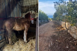 Ždrijebe za 1.000 €, maslinik uz more: Najzanimljivije ponude u našem Oglasniku