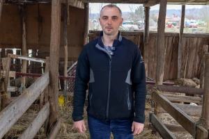 Uz ispašu, zob je za baranjske ovce najkvalitetnija hrana