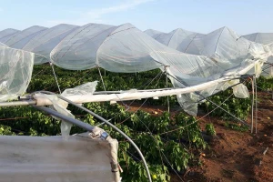 Vjetar trgao plastenike, led potukao voće i povrće