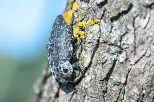 Opasan štetnik koštičavog voća širi se u Baranji: Žilogriz uključuje ove simptome