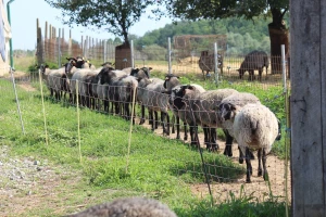 Uzgajivači ovaca, koza i izvornih pasmina peradi podnesite zahtjev za potporu!