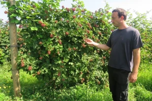 Proizvodnjom bobičastog voća OPG Čuković počeo se baviti još 80-ih godina, od kupina, malina i jagoda - može se živjeti!
