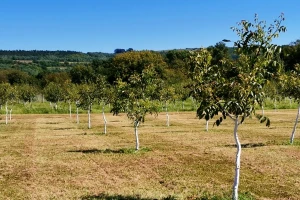 Kako pripremiti tlo za podizanje nasada oraha?