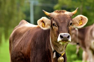 Živa goveda iz RH tražena u zemljama Bliskog istoka