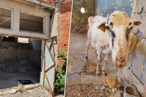 Prizor izgladnjele ovce na Golom otoku šokirao turiste, slučaj prijavljen Veterinarskoj inspekciji