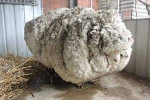S izgubljene merino ovce skinuli 42 kg vune!