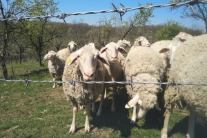 Krenulo podnošenje zahtjeva za potpore unaprjeđenja uzgoja ovaca, koza i peradi