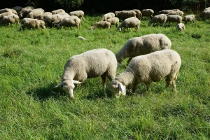 Hranidba ovaca mora biti u skladu s godišnjim dobom i hranidbenim potrebama