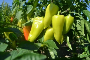 Sirova paprika puna je C vitamina, duplo više od naranče!