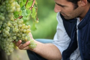 Teška godina za baranjske vinogradare