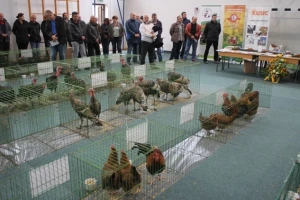 Državna izložba izvornih pasmina peradi RH