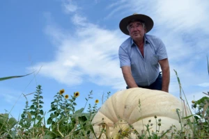 Dalmatinac uzgojio divovske tikve, teške oko 400 kilograma