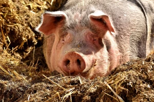 Prijedlog Programa državne potpore za unaprjeđenje dobrobiti svinja
