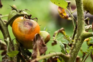 Plamenjača kreće s vodenastim pjegama na lišću, plodovi otpadaju, a biljka propada