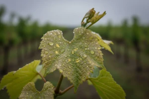 Plamenjača u vinogradima, krastavost u voćnjacima