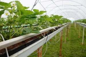 Suvremeni plastenik za 1,6 milijuna kuna