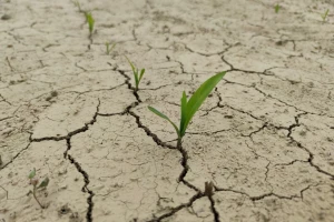 Imali ste štetu od suše? Objavljen je javni poziv za mjeru 23