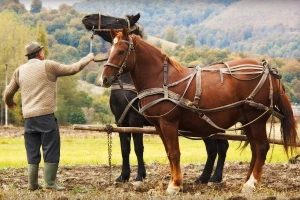 OLT - ne ide, pa ne ide