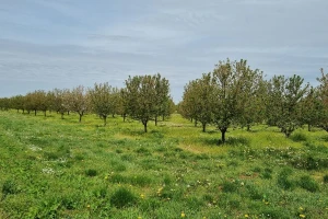 Produljen rok za podnošenje Jedinstvenog zahtjeva za izravne potpore i IAKS mjere