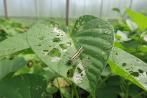 Pojava gusjenica vrste Helcystogramma triannulella na batatu