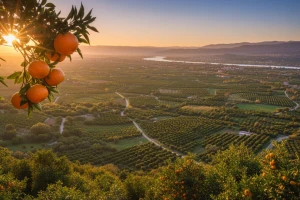 Poklanjaju zemlju koju će podobni otplatiti jednom berbom mandarina!
