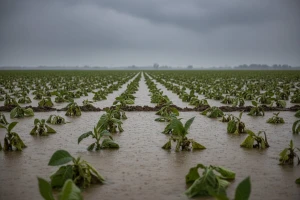 Poplave uništile nasade duhana