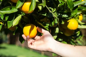 Za sezonskim radnicima posegnuli u BiH, traže preko 100 berača mandarina i nude satnicu od 25 kuna