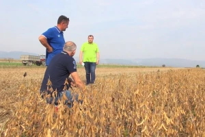 Soja kao postrni usjev: Odlična prilika ratarima za dodatni prihod