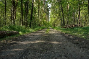 37,5 milijuna kuna za šumsku infrastrukturu