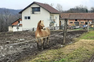 Vučković: Nemojte prodavati svoje blago, hrane i smještaja je dovoljno