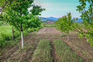 Uzgojite grah, krastavce, krumpir, luk u mladom voćnjaku
