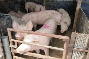 Svinjogojci, zahtjeve za potporu podnesite do 15. veljače