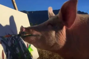 Upoznajte svinju koja slika!
