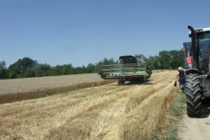 Saznaj parametre kvalitete pšenice roda 2017!