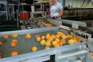 1,3 milijuna kuna za preradu voća i povrća