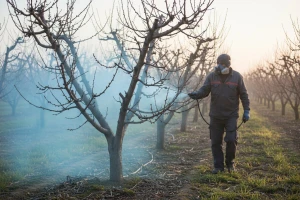 Preventivno zaštitite koštićave voćke
