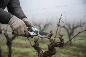 Prezentacija Vinarskog centra RWA u Erdutu