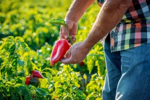 Prihrana paprike u punom rodu i berbi