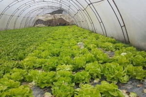 Objavljen natječaj, za proizvodnju povrća u plasteniku osigurano 150 milijuna kuna