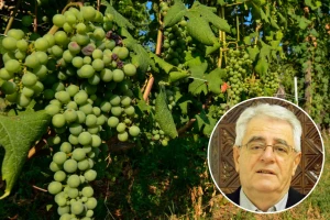 Tko želi vino piti, mora stalno u vinogradu biti